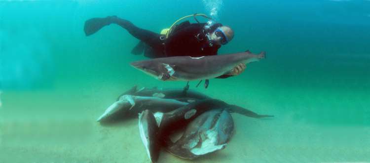 Finning Tiburones