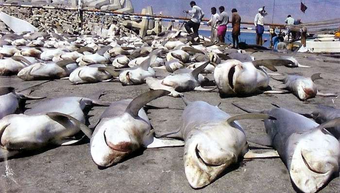 Asesinato tiburones